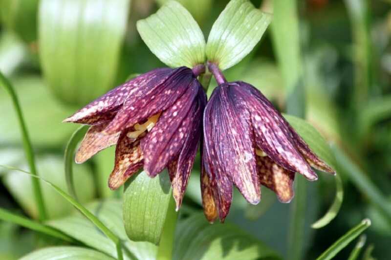 kamcsatkai kockásliliom (Fritillaria camschatcensis)