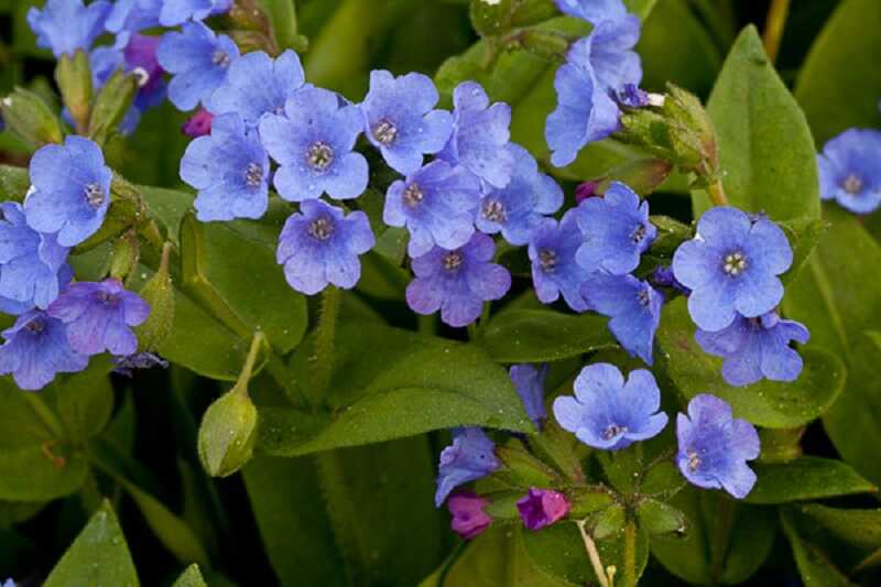 keskenylevelű tüdőfű (Pulmonaria angustifolia)