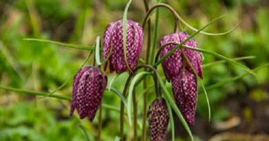 Kockásliliom (Fritillaria)