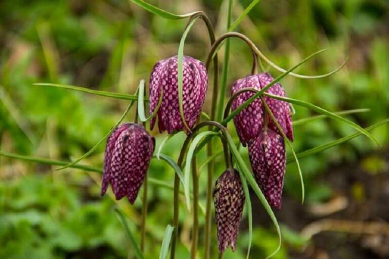 Kockásliliom (Fritillaria)