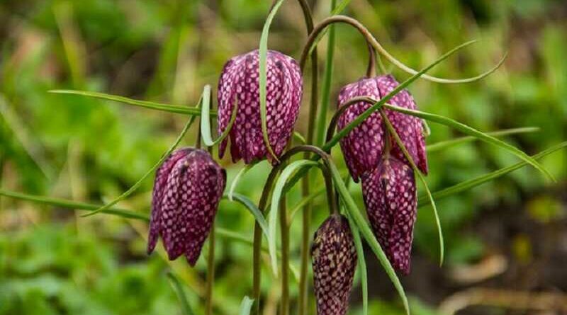 Kockásliliom (Fritillaria)