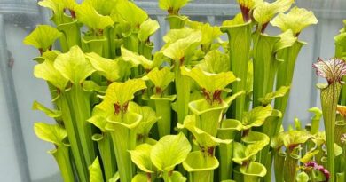 kürtvirág  (Sarracenia)