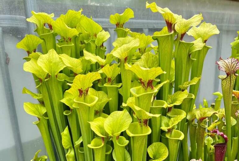 kürtvirág  (Sarracenia)