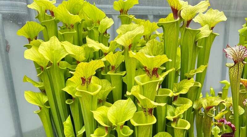 kürtvirág  (Sarracenia)