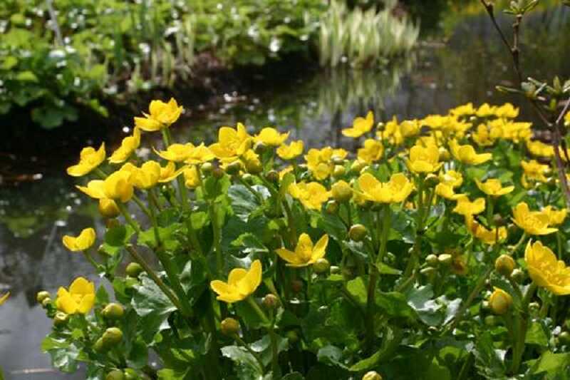 mocsári gólyahír (Caltha palustris)