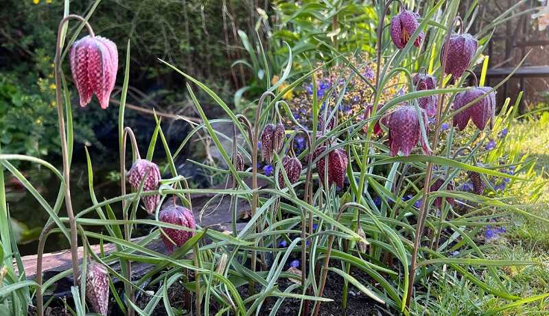 mocsári kockásliliom (Fritillaria meleagris)