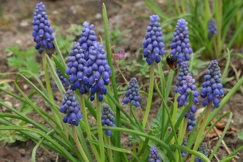 Örmény gyöngyike (Muscari armeniacum)