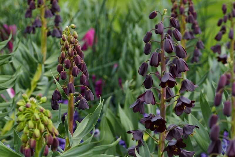 perzsa kockásliliom (Fritillaria persica)