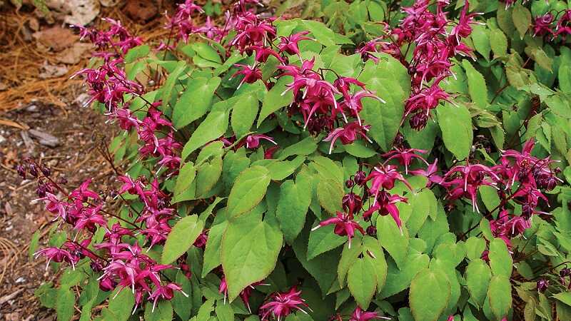 püspöksüveg (Epimedium)