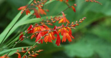 Sáfrányfű (Crocosmia)