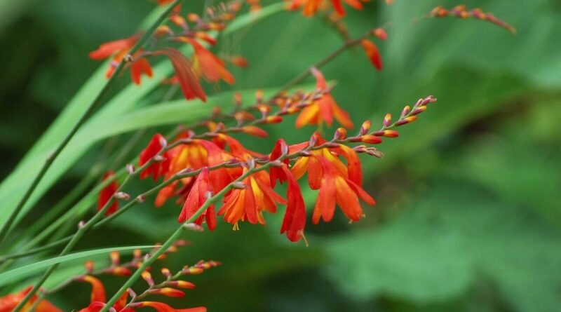 Sáfrányfű (Crocosmia)