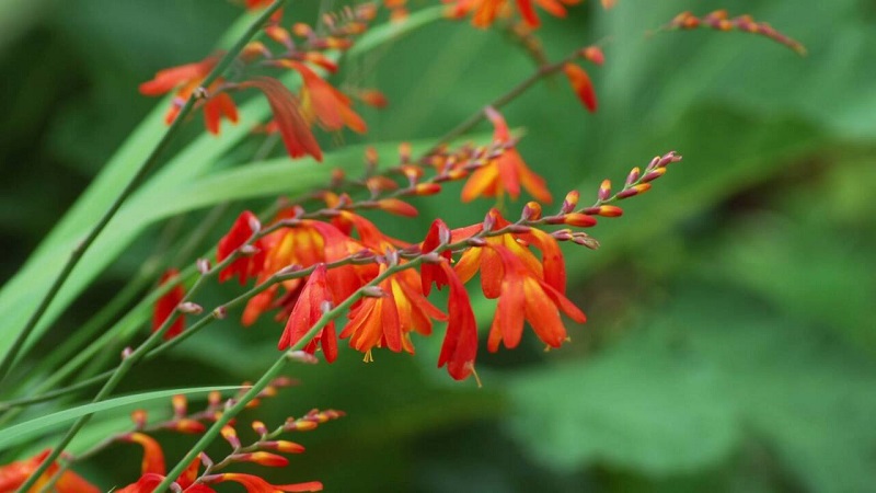 Sáfrányfű (Crocosmia)