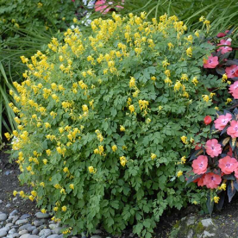 sárga keltike (Corydalis lutea)