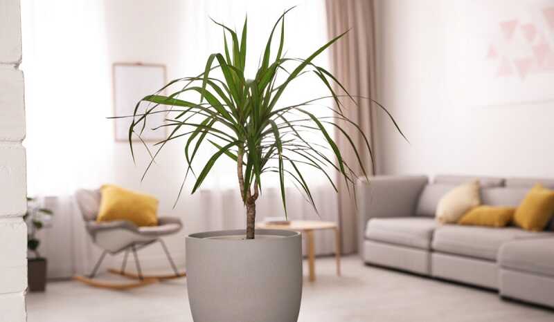 Sárkányfa (Dracaena)