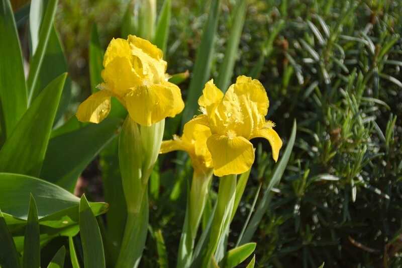 Szakállas nőszirom (Iris barbata nana)