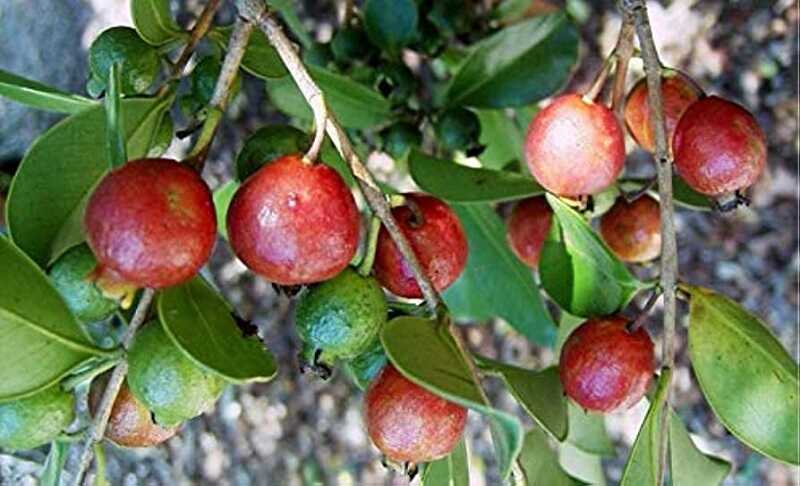 szamóca guava (Psidium cattleianum)