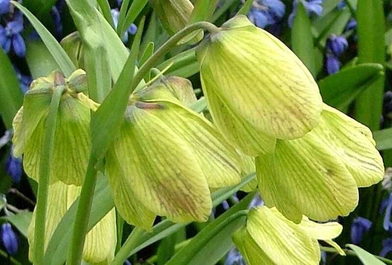 szibériai kockásliliom (Fritillaria pallidiflora)