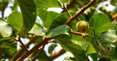 szikomorfa (Ficus sycomorus)