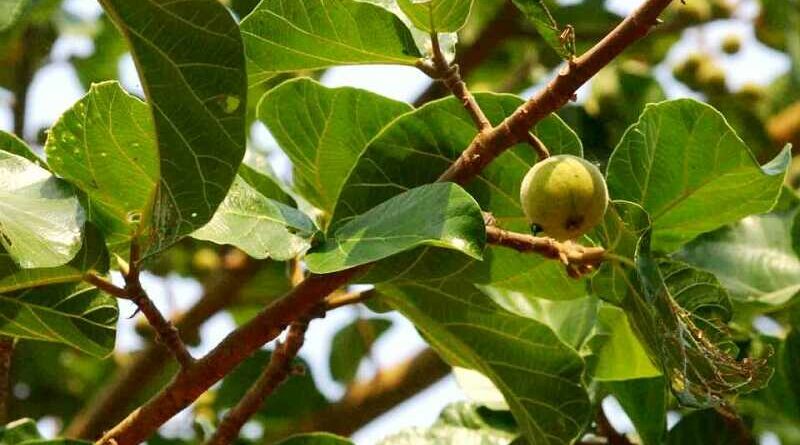 szikomorfa (Ficus sycomorus)