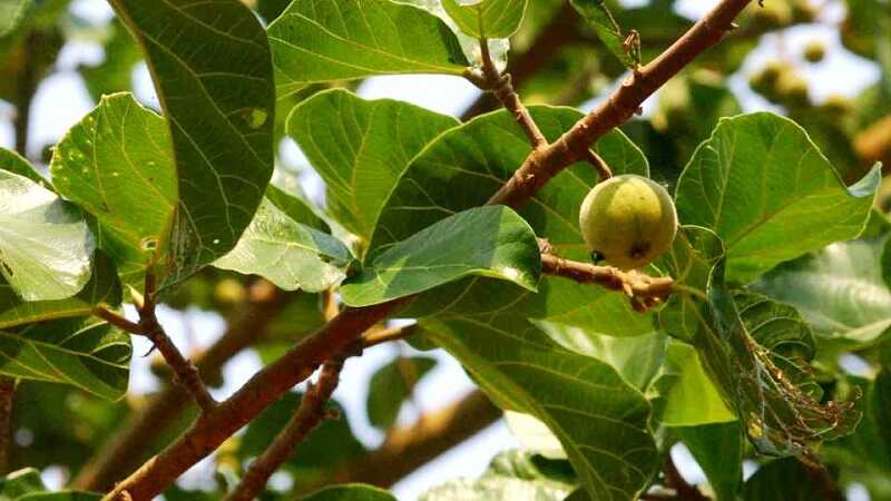 szikomorfa (Ficus sycomorus)