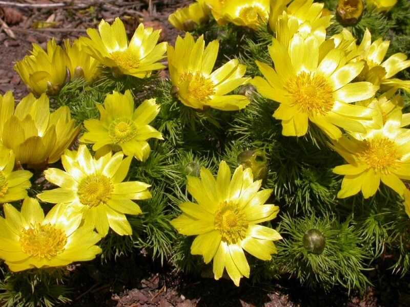 tavaszi hérics (Adonis vernalis)