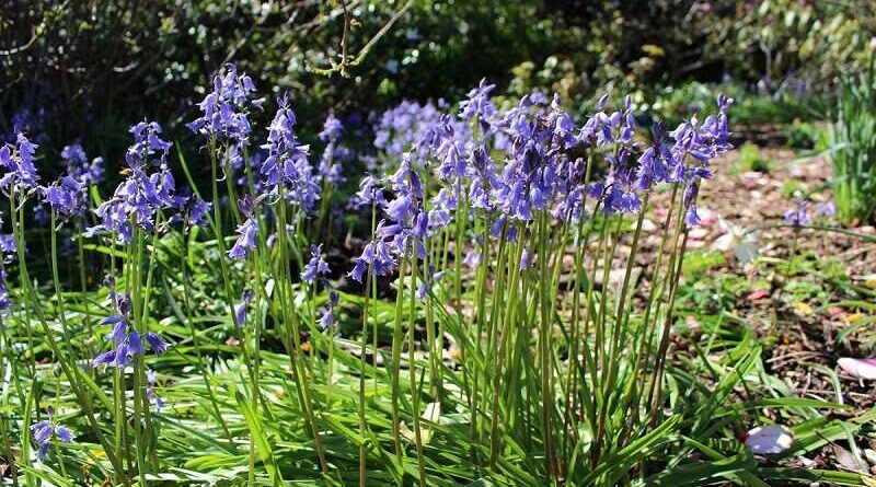 Tavaszi kék viágok
