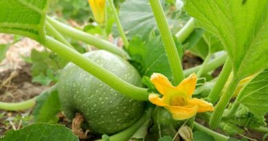 Termesztett tök (Cucurbita pepo)