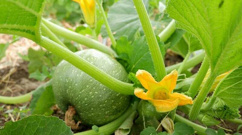Termesztett tök (Cucurbita pepo)