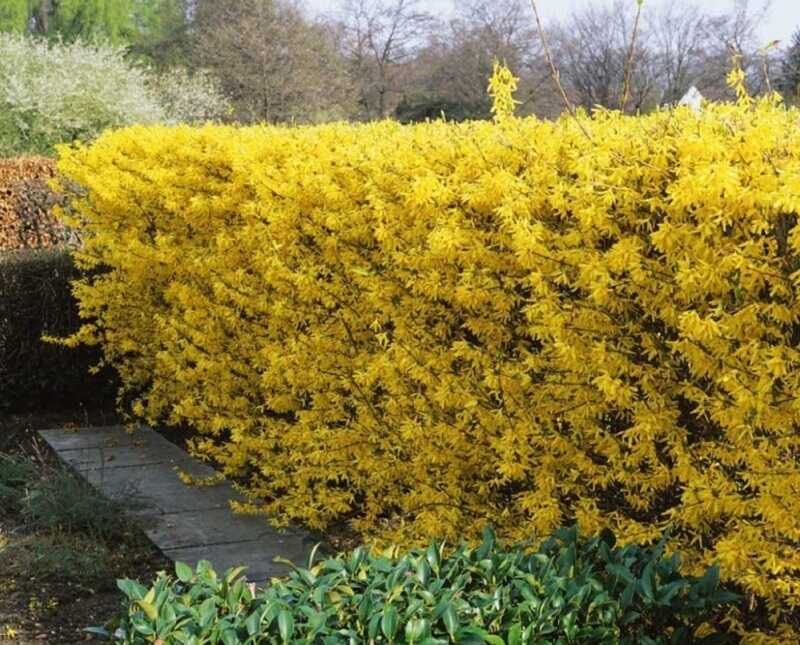 Aranyfa (Forsythia x intermedia)