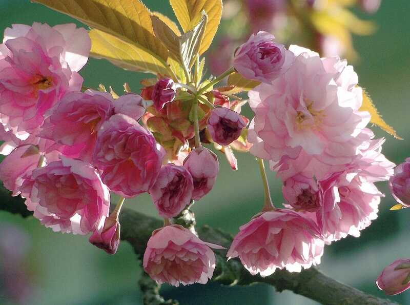 babarózsa (Prunus triloba)