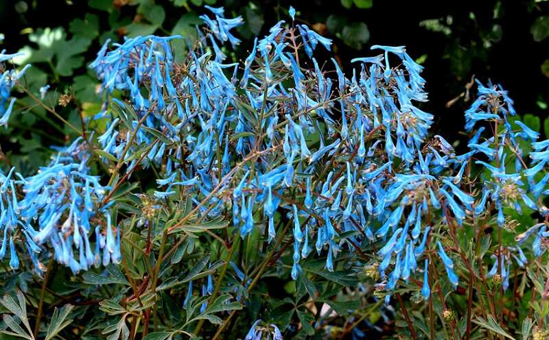 égszínkék keltikét (Corydalis flexttosa)