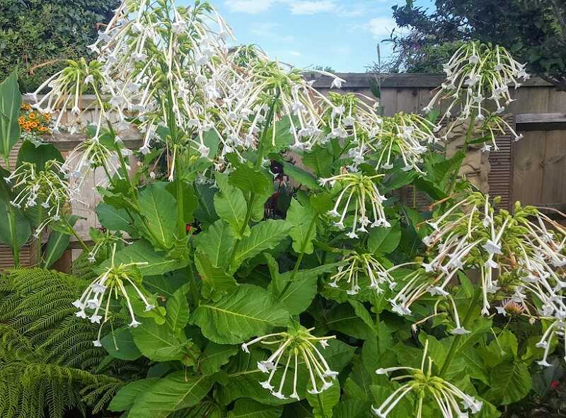 erdei dohány (Nicotiana sylvestris)