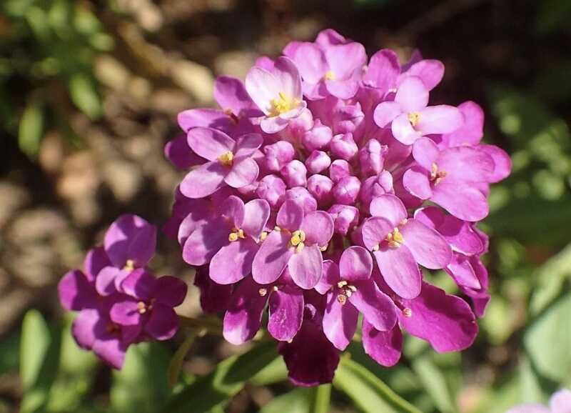 ernyős tatárvirág (Iberis umbellata)