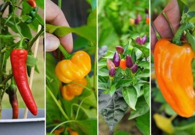 fűszerpaprika (Capsicum annuum)