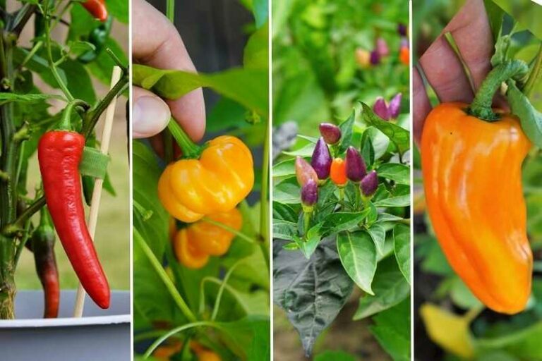 fűszerpaprika (Capsicum annuum)