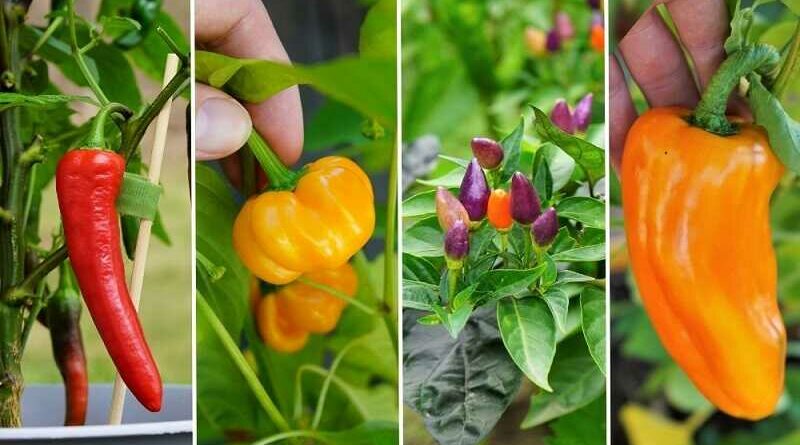 fűszerpaprika (Capsicum annuum)