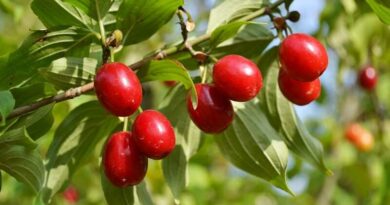 húsos som (Cornus mas)