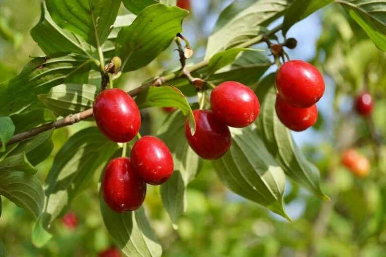 húsos som (Cornus mas)