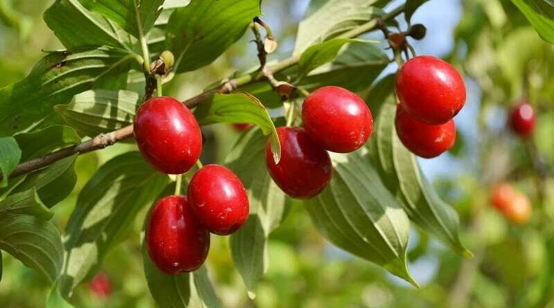 húsos som (Cornus mas)