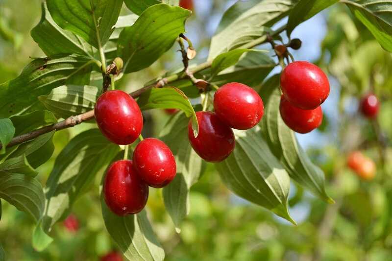 húsos som (Cornus mas)