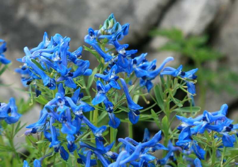 kasmíri keltike (Corydalis cashmeriana)