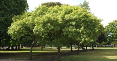 magas kőris (Fraxinus excelsior)