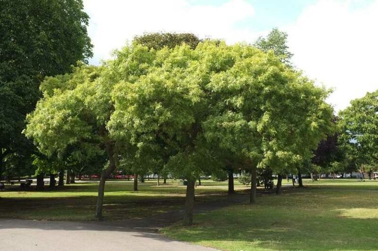 magas kőris (Fraxinus excelsior)