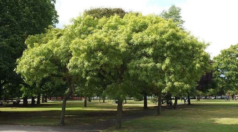 magas kőris (Fraxinus excelsior)