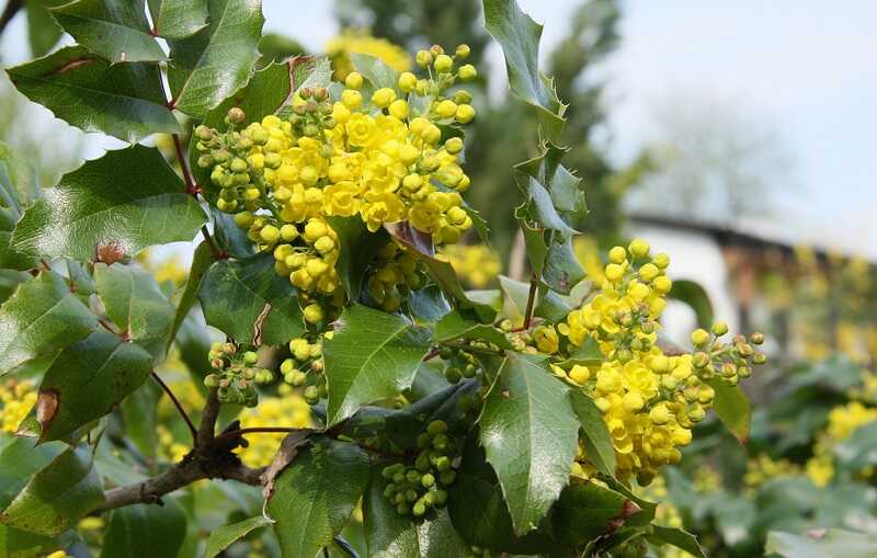 közönséges mahónia (Mahonia aquifolium)