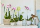 lepkeorchidea (Phalaenopsis)
