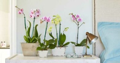 lepkeorchidea (Phalaenopsis)
