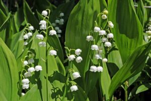 Májusi gyöngyvirág (convallaria majalis)