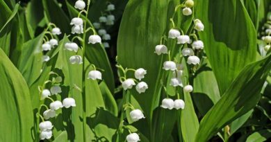 Májusi gyöngyvirág (convallaria majalis)