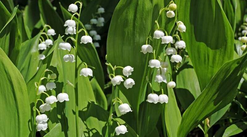 Májusi gyöngyvirág (convallaria majalis)
